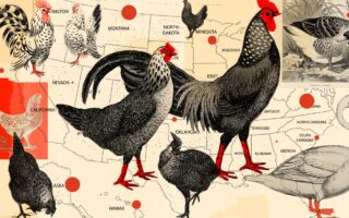 America’s bird flu fortunes have officially run out.