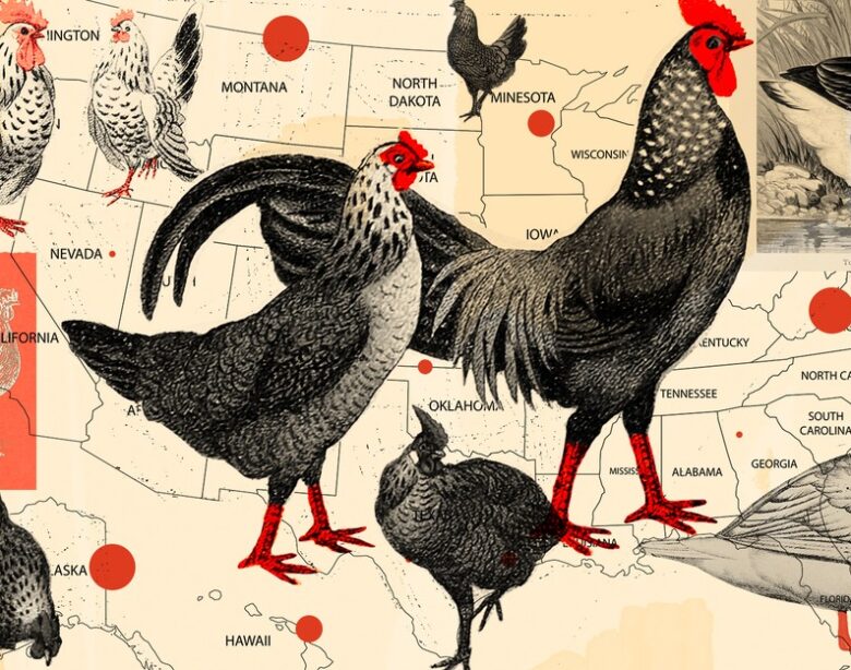 America’s bird flu fortunes have officially run out.