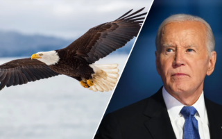 Biden signs bill designating bald eagle as national bird