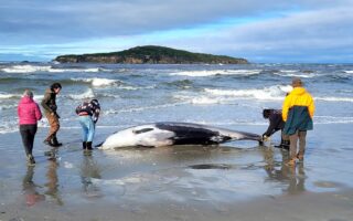 New Zealand scientists suspect that the world’s rarest whale specimen died from a head injury.