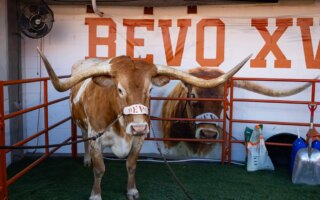 Organizers say Texas football mascot Bevo has been barred from upcoming CFP tournaments.