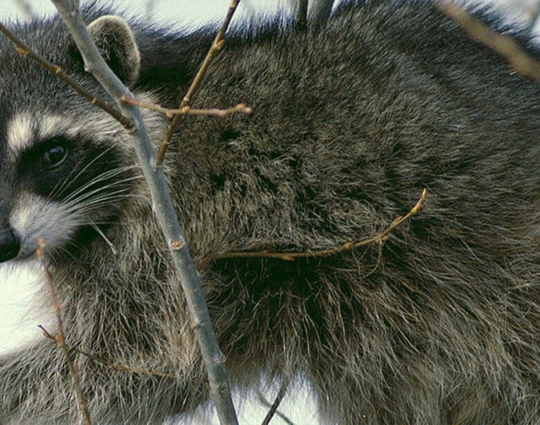 Raccoon sneaks into house and attacks baby in Idaho