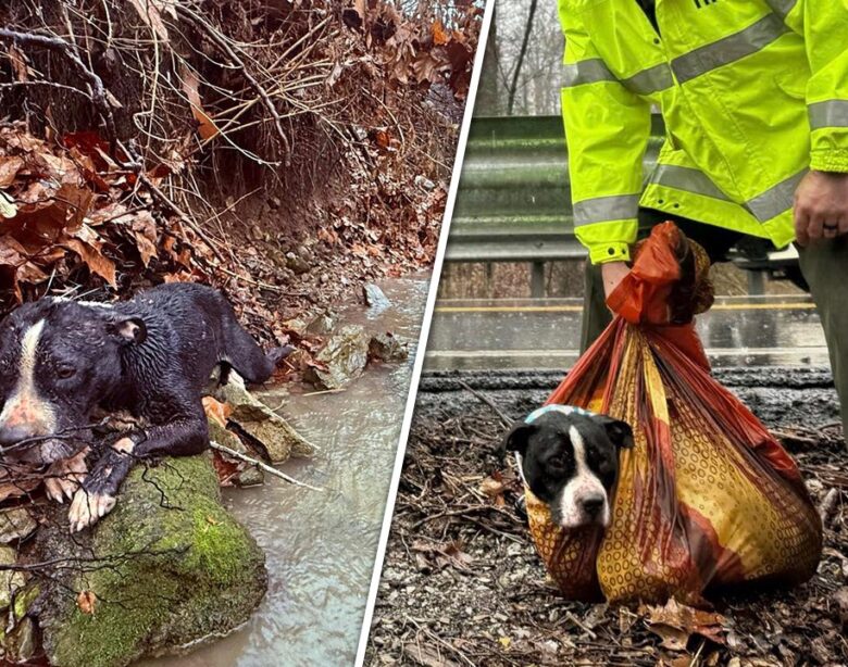 Tennessee agencies join forces to help injured canine dogs: Video